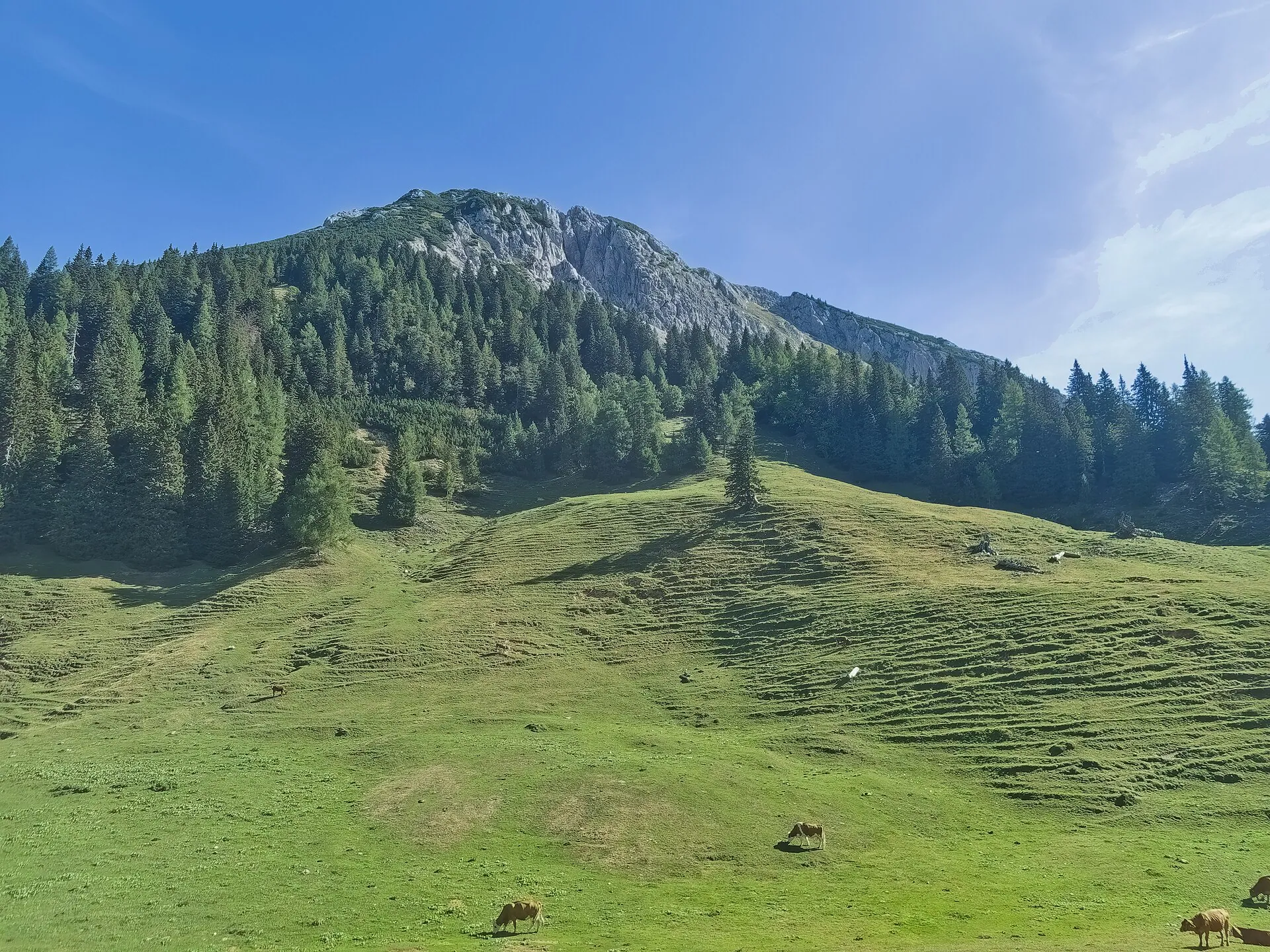 Prairie verte au pied d'une montagne boisée